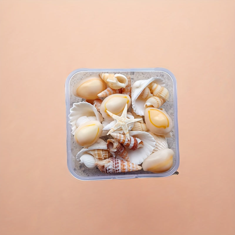 Seashell and Conch Mix for Aquarium Decor Fish Tank Ornaments Crafts