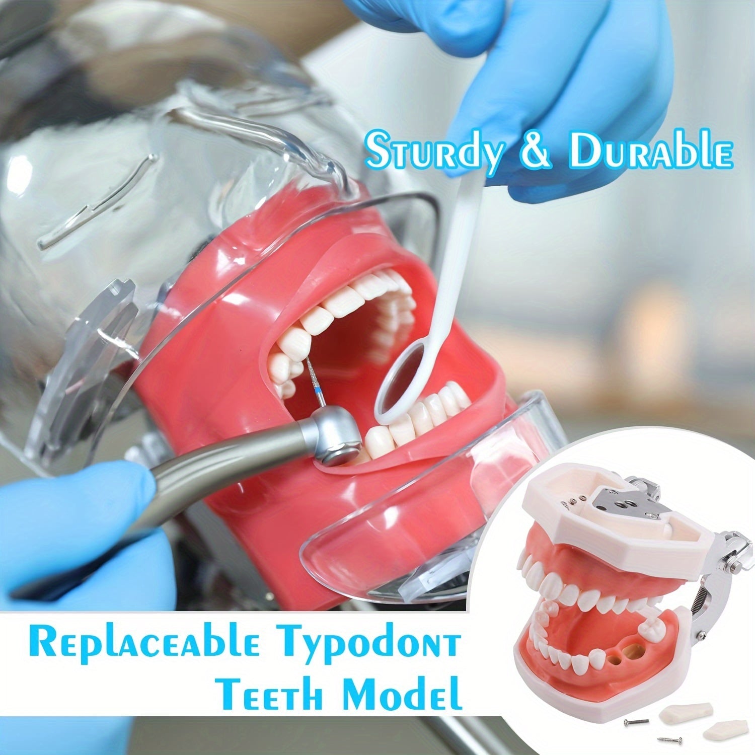Dental Practice Model with Removable Teeth and Soft Gum for Training
