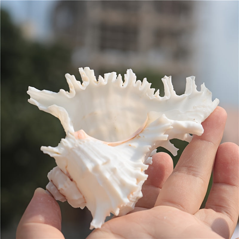Mediterranean Conch Shell Aquarium Decor for Fish Tanks and Snail Habitats