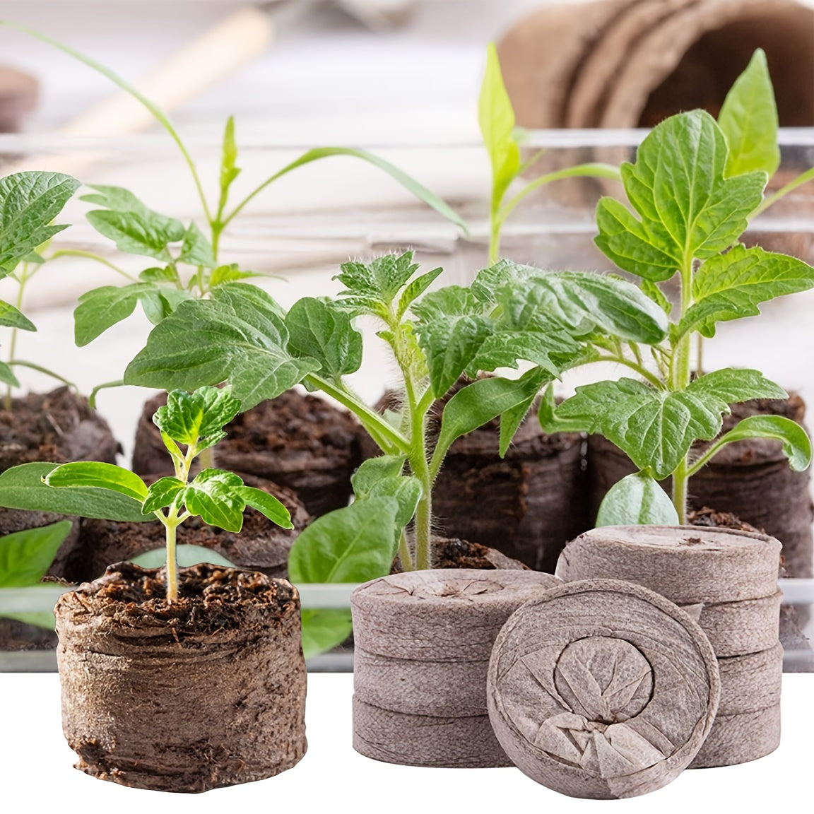 Fiber Plant Seed Starter 20/50/100 for Seedling Growth Herbaceous Plants Vegetables Flowers