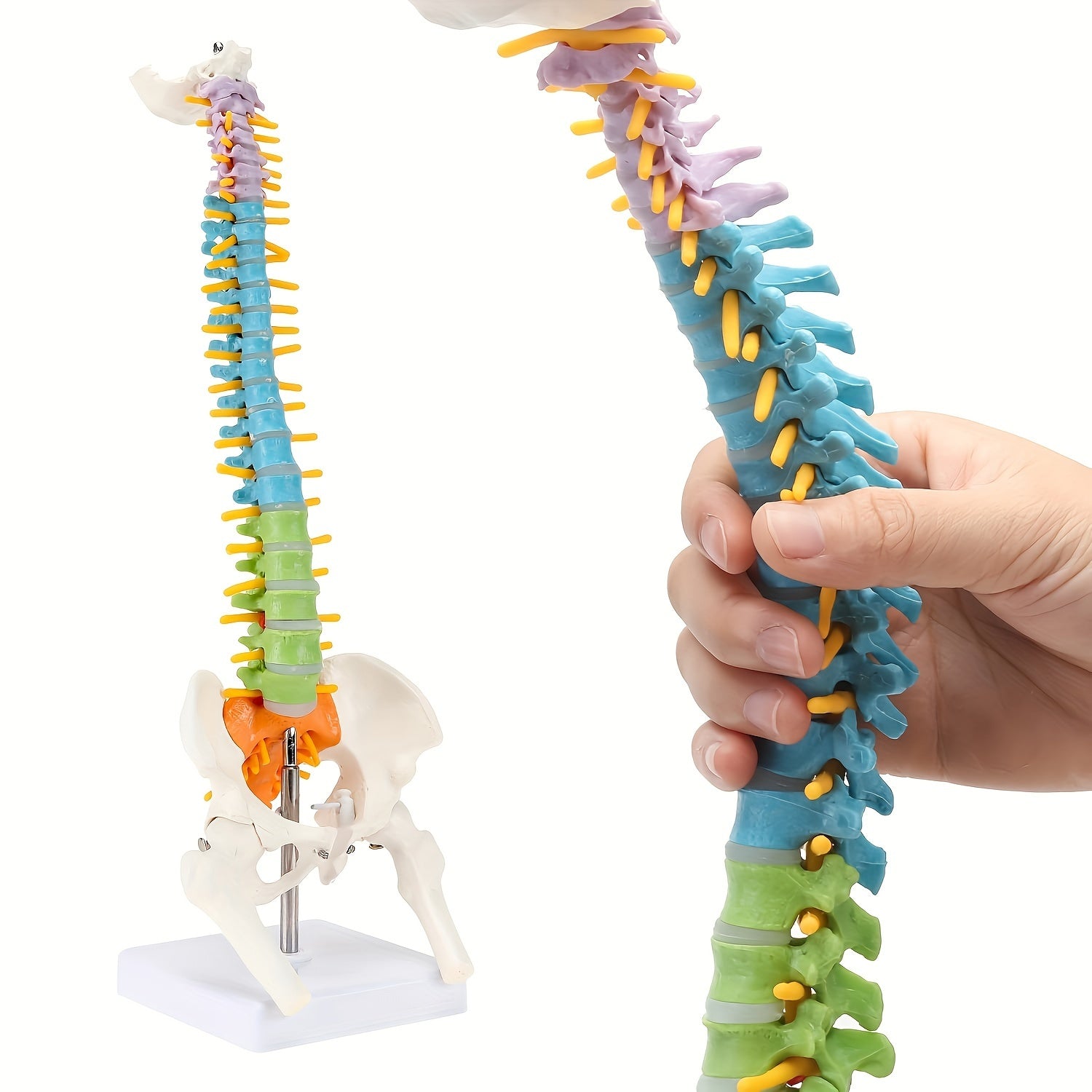 Full-Size Colored PVC Spinal Model for Medical and Art Studies