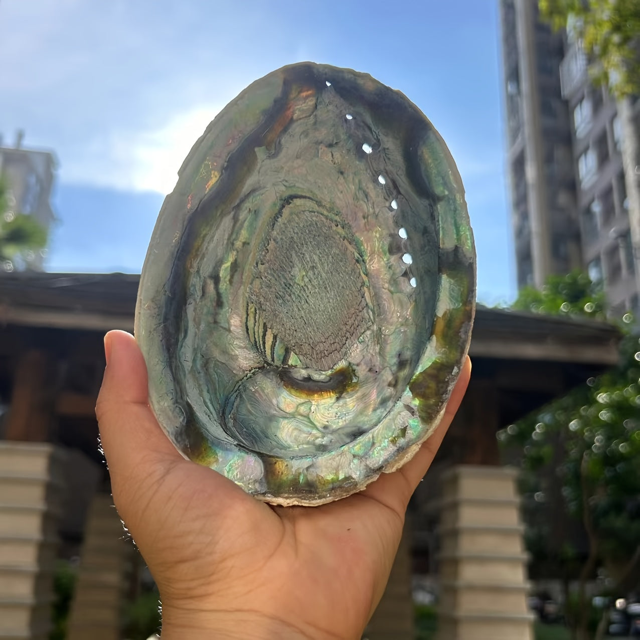 Large Abalone Shell Incense Burner for Sage Burning Home Decor 6.86-14.07 cm