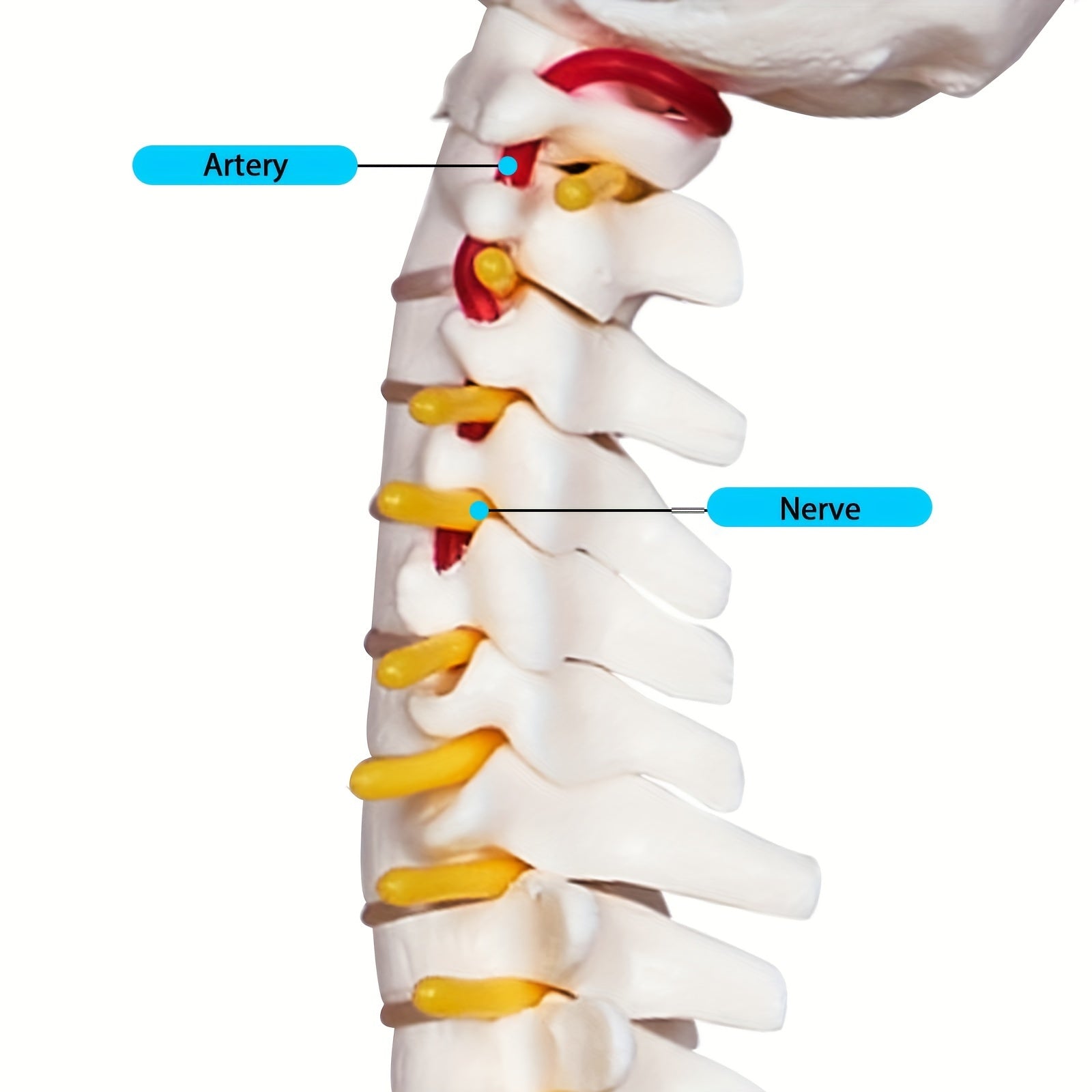 Mini Human Spine Anatomy Model with Nerves and Vertebra on Stand 43cm Medical Education