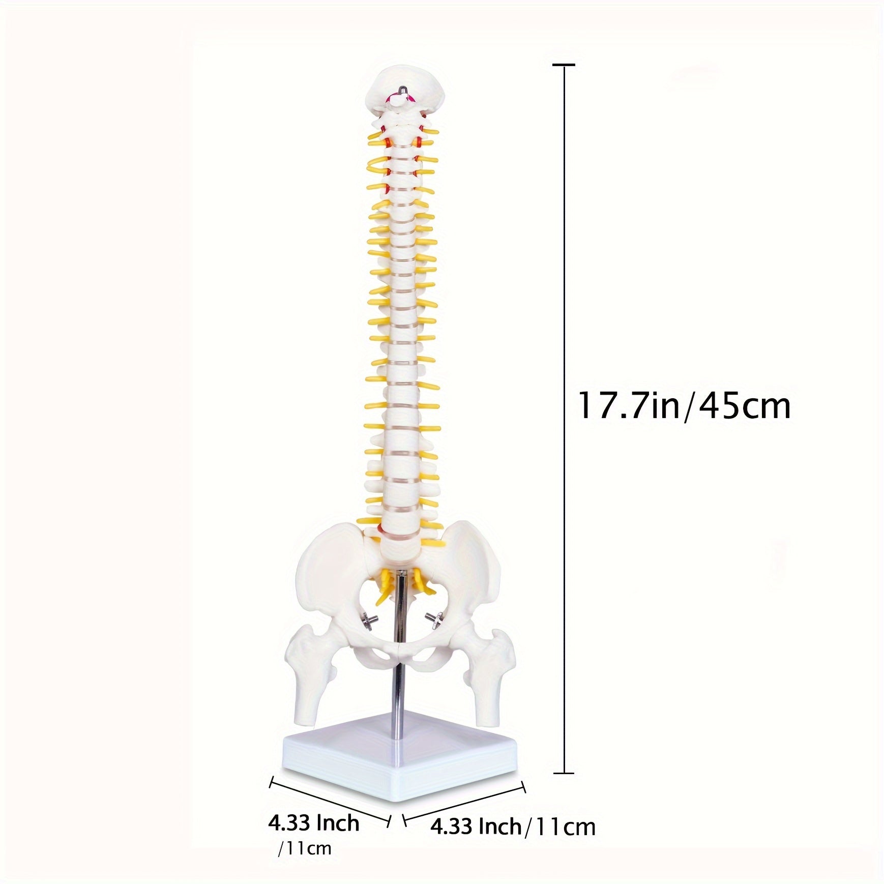 Mini Human Spine Anatomy Model with Nerves and Vertebra on Stand 43cm Medical Education