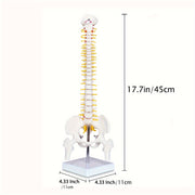 Mini Human Spine Anatomy Model with Nerves and Vertebra on Stand 43cm Medical Education