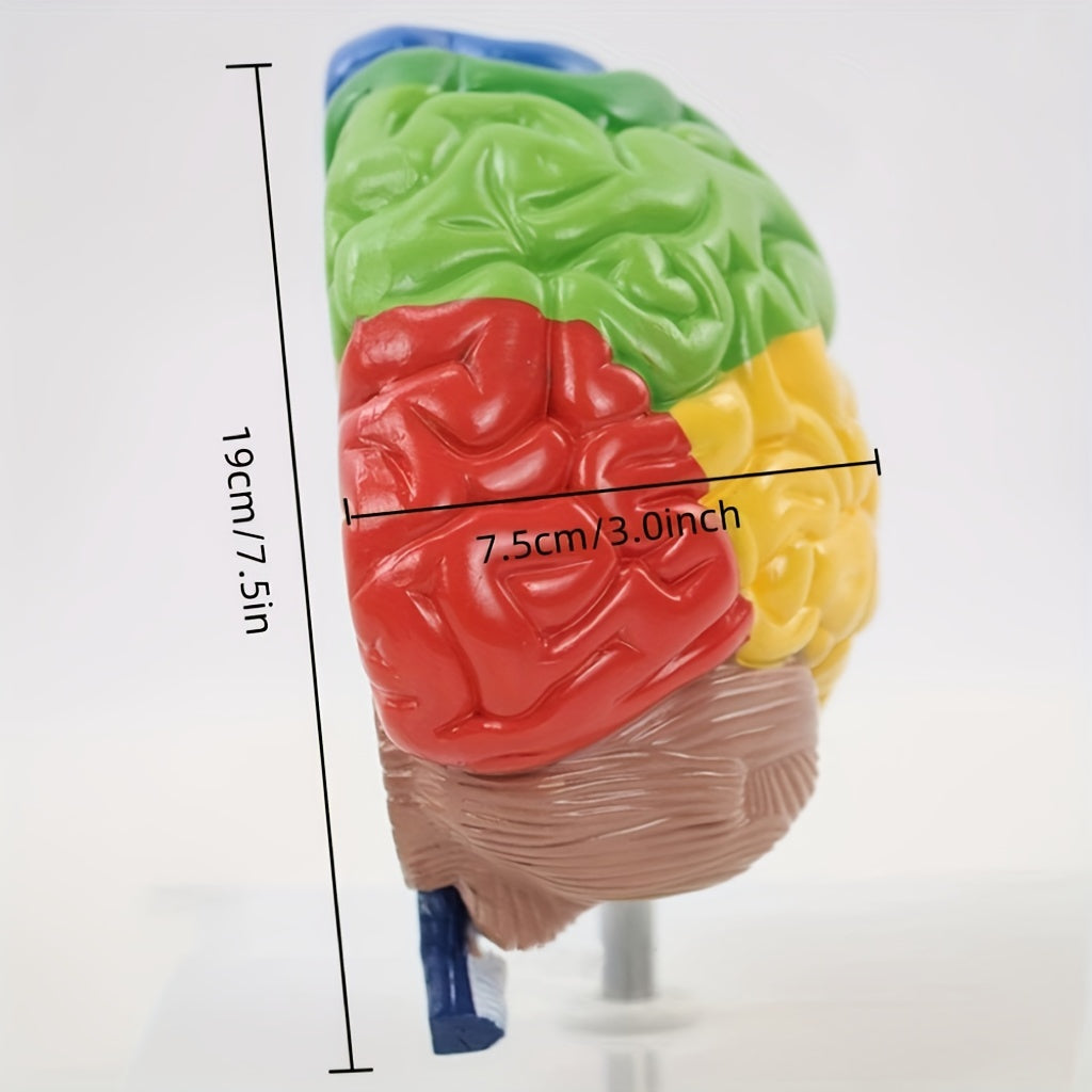 Life-Sized Human Brain Model with Colorful Anatomy for Medical Education Includes Base