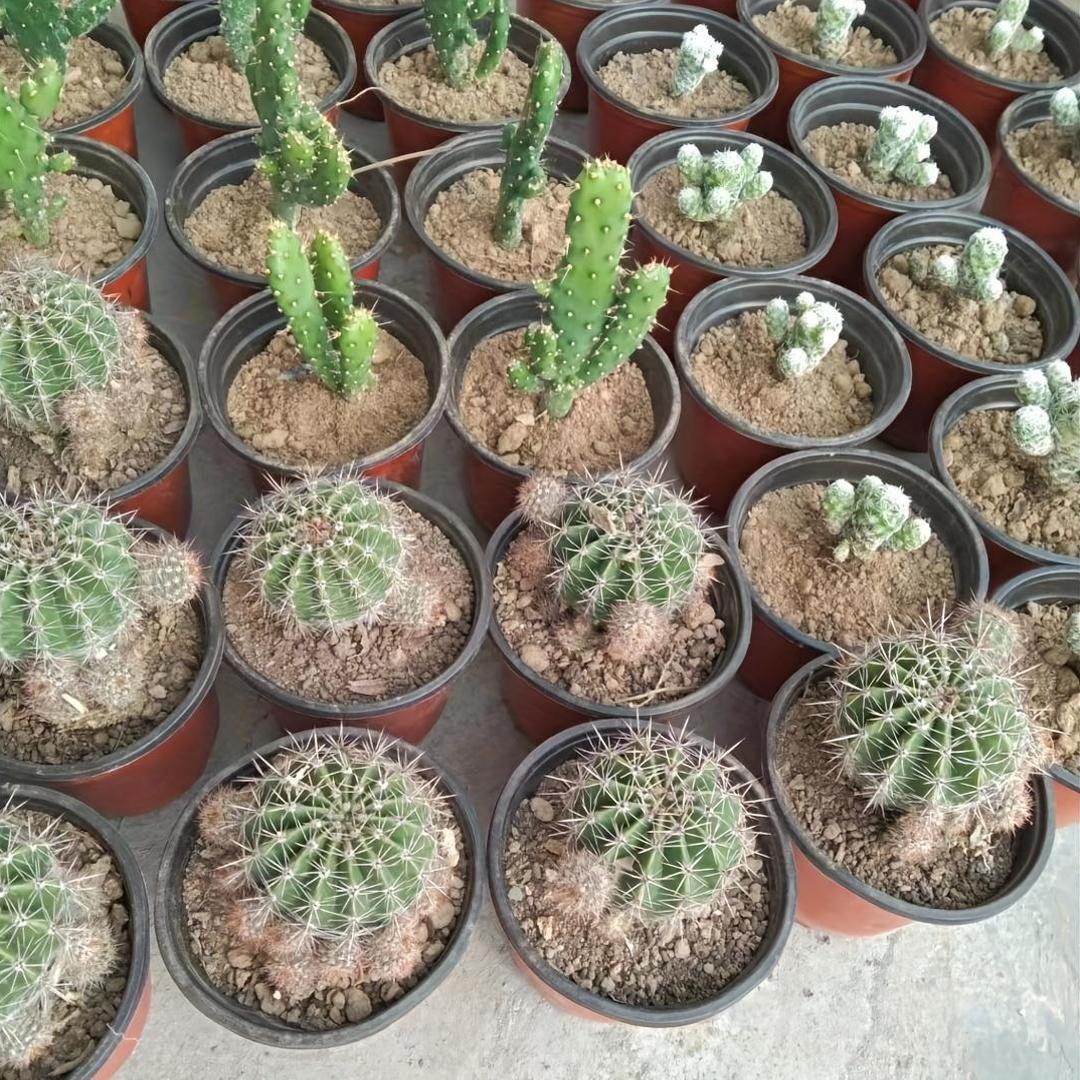 100pcs Two-Color Plastic Seedling Flower Pots with Drainage Holes for Nursery and Garden