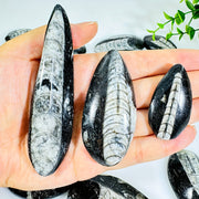 Natural Trilobite Stone with Unique Patterns for Decor and Educational Display