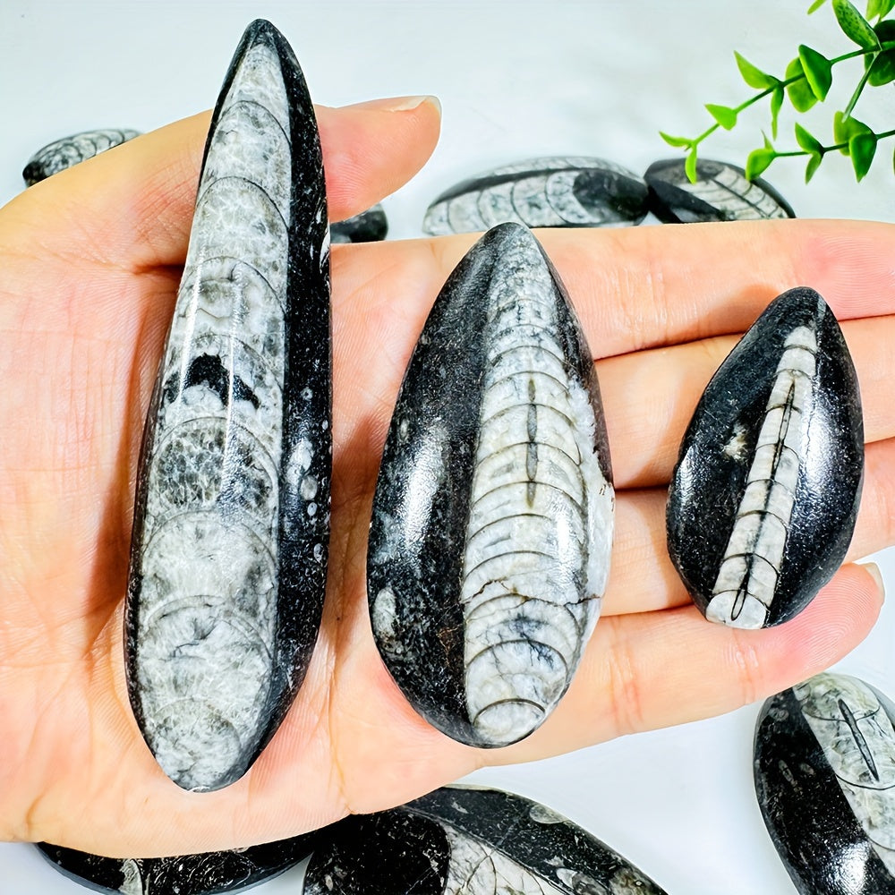 Natural Trilobite Stone with Unique Patterns for Decor and Educational Display