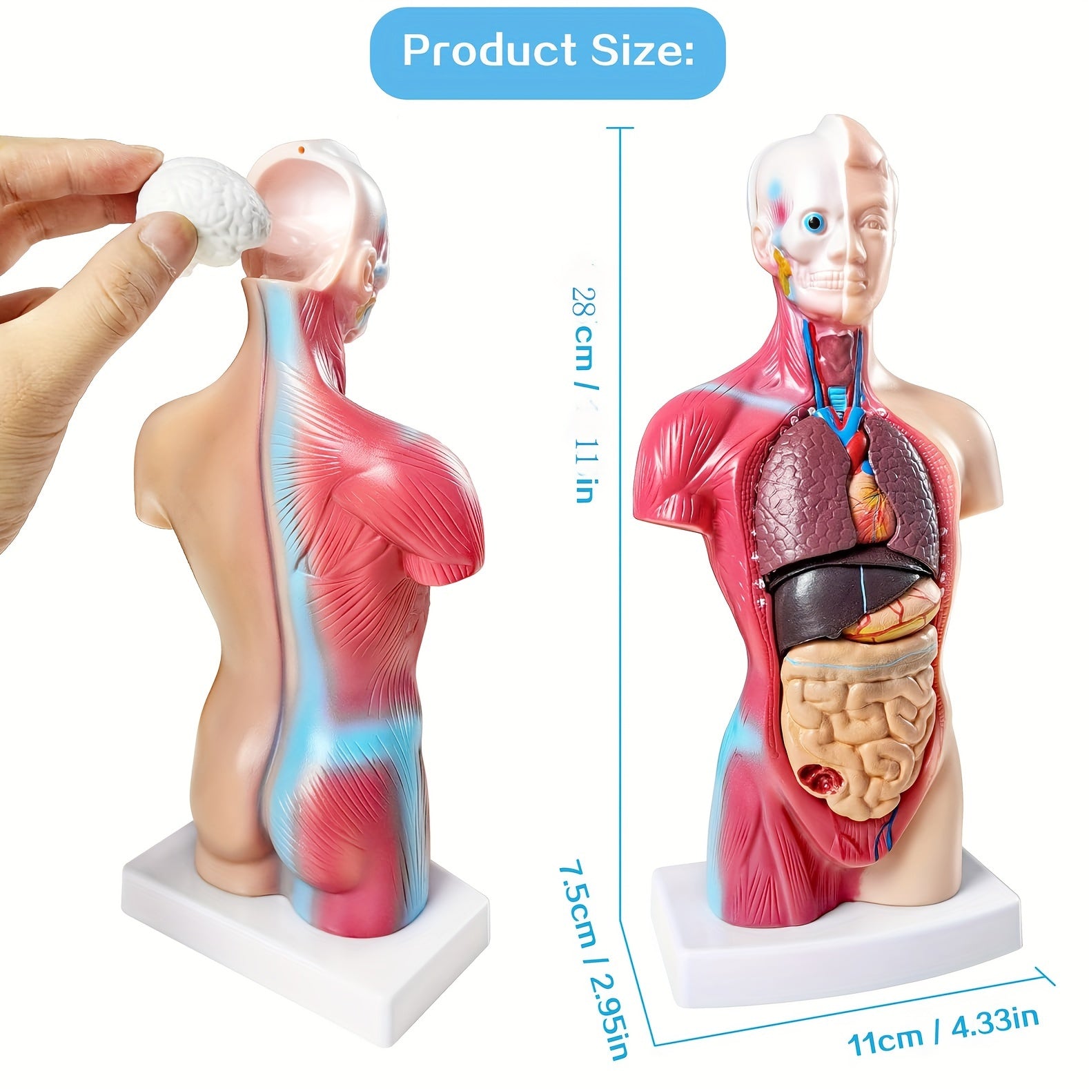 Modelo de anatomía humana con órganos desmontables, 26.67cm, exhibición educativa de PVC