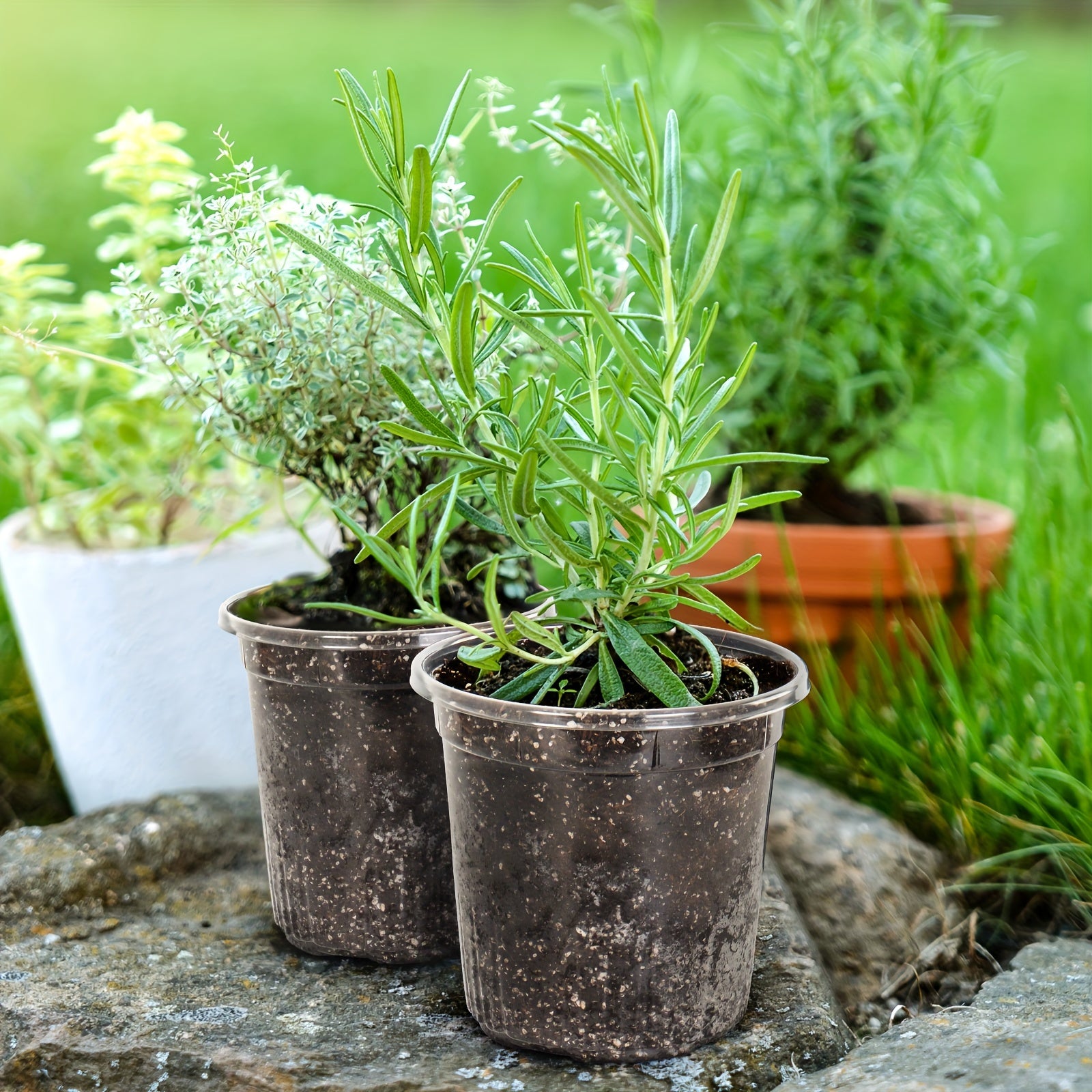 10 piezas de macetas de plástico transparente para vivero de 17.02cm con agujeros de drenaje para plántulas y trasplantes