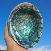 Large Abalone Shell Incense Burner for Sage Burning Home Decor 6.86-14.07 cm