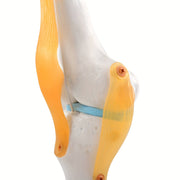 Life Size Human Knee Joint Model with Ligaments for Anatomy Education