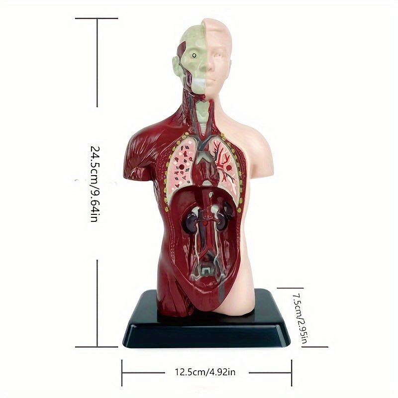 Skeleton Model Kit for STEM Education and Anatomy Learning with Organ Assembly