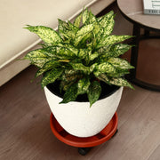 Round Plastic Flower Pot Tray with Wheels Indoor Outdoor Plant Stand Stable Easy to Move