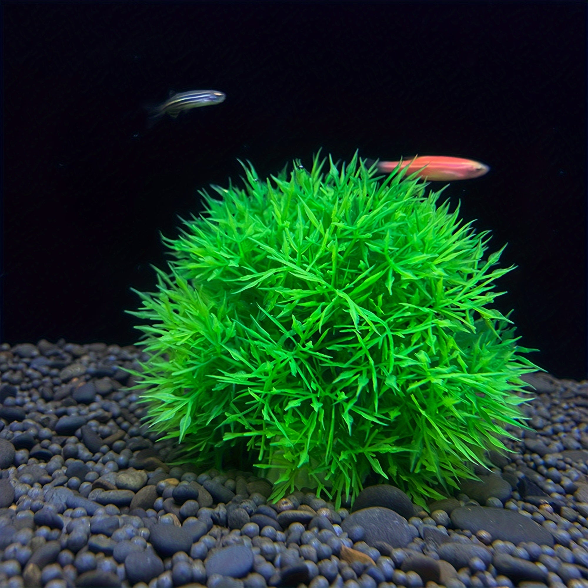 Artificial PVC Alternanthera Grass Ball for Aquarium Decoration
