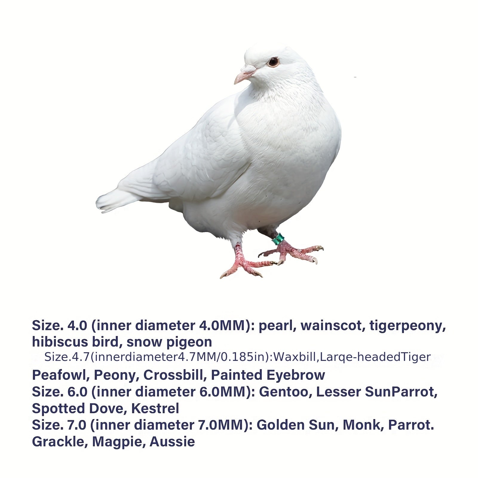 40 Aluminum Bird Identification Anklets for Pigeons Parrots and Wagtails Set of 40