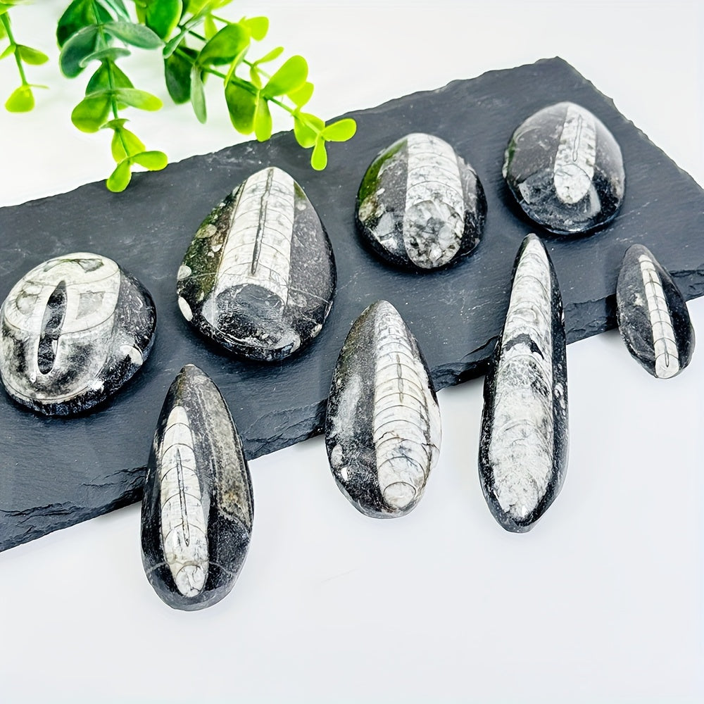 Natural Trilobite Stone with Unique Patterns for Decor and Educational Display