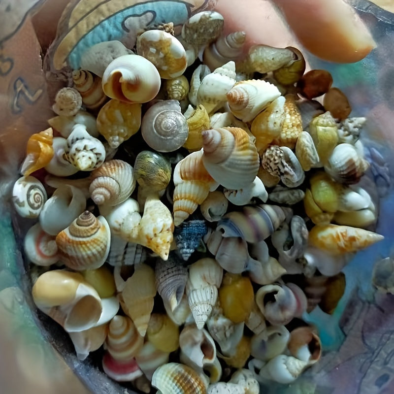 Assorted Sizes 0.6cm-1.2cm Natural Conch Shells for Aquarium Fish Tank Decorations 100/300/600 Pieces