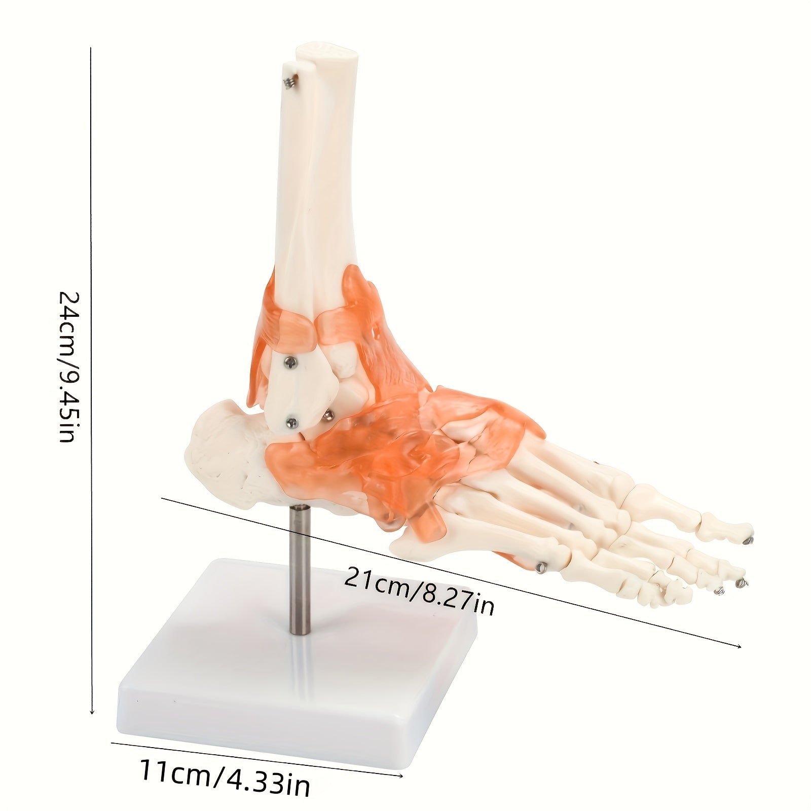 Plastic Human Ankle Joint Model with Ligaments 1:1 Scale Medical Teaching Tool