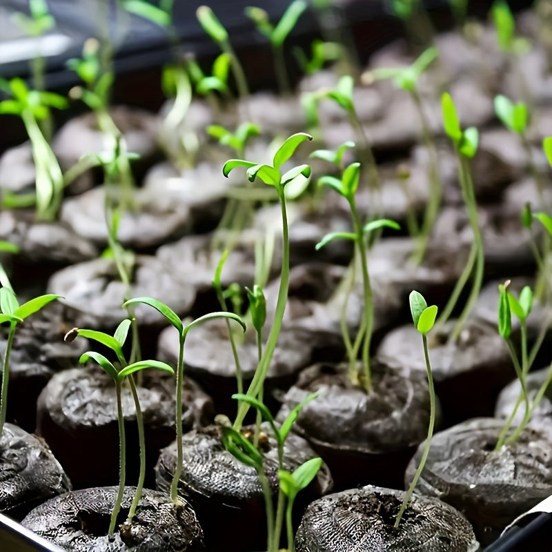 10/20/30 Pcs Compressed Peat Fiber Seedling Trays for Herbs Flowers Vegetables