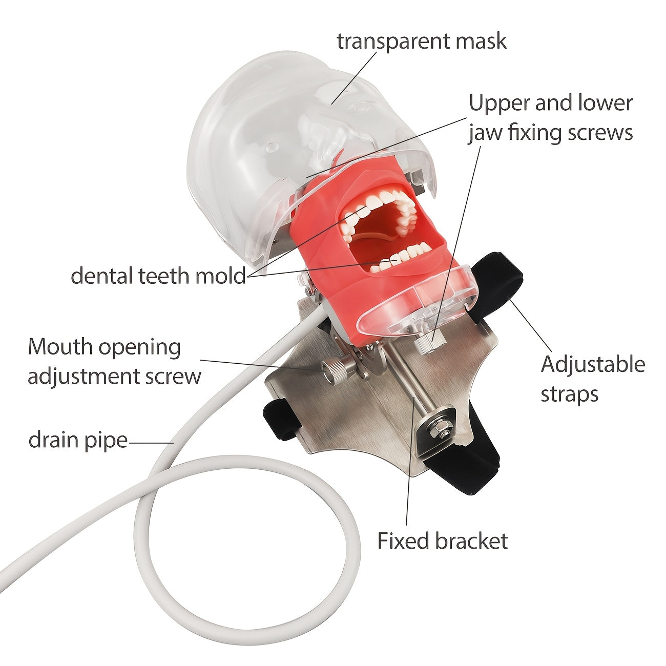 Dental Simulation Head Model with Removable Teeth for Orthodontic Education and Training
