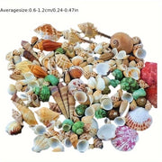 Assorted Sizes 0.6cm-1.2cm Natural Conch Shells for Aquarium Fish Tank Decorations 100/300/600 Pieces