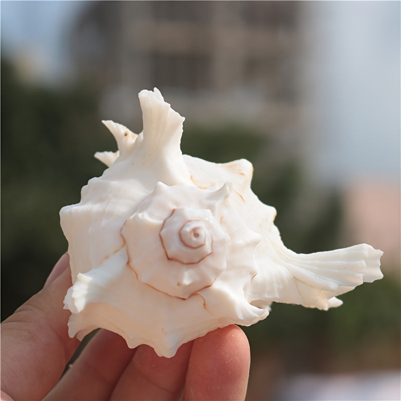 Mediterranean Conch Shell Aquarium Decor for Fish Tanks and Snail Habitats