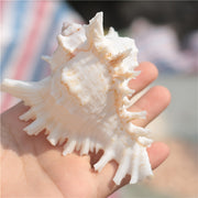 Mediterranean Conch Shell Aquarium Decor for Fish Tanks and Snail Habitats