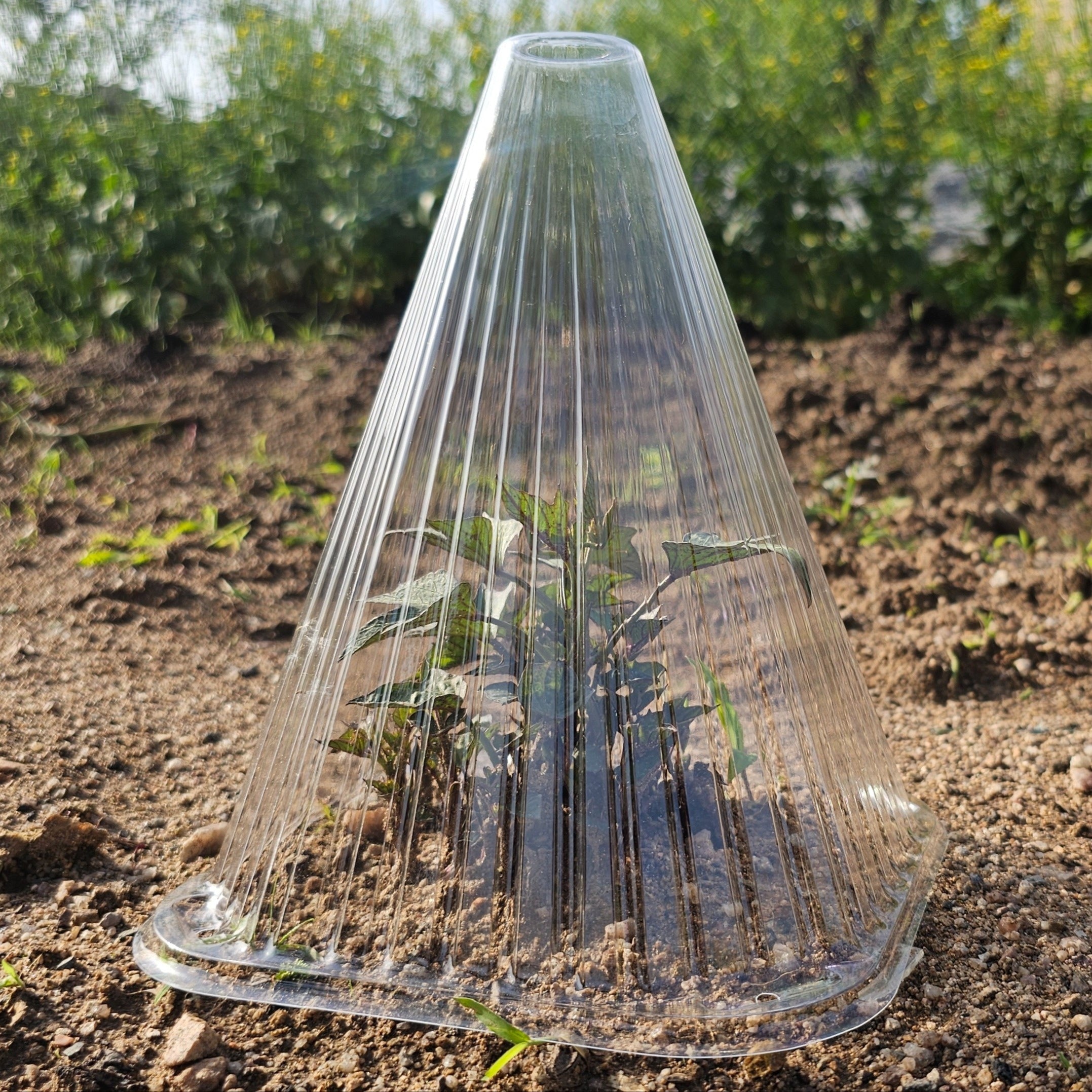 Плантенхуд набор из 20/30/50 защищает от мороза и слизней, 22x19x19 см, прозрачный.