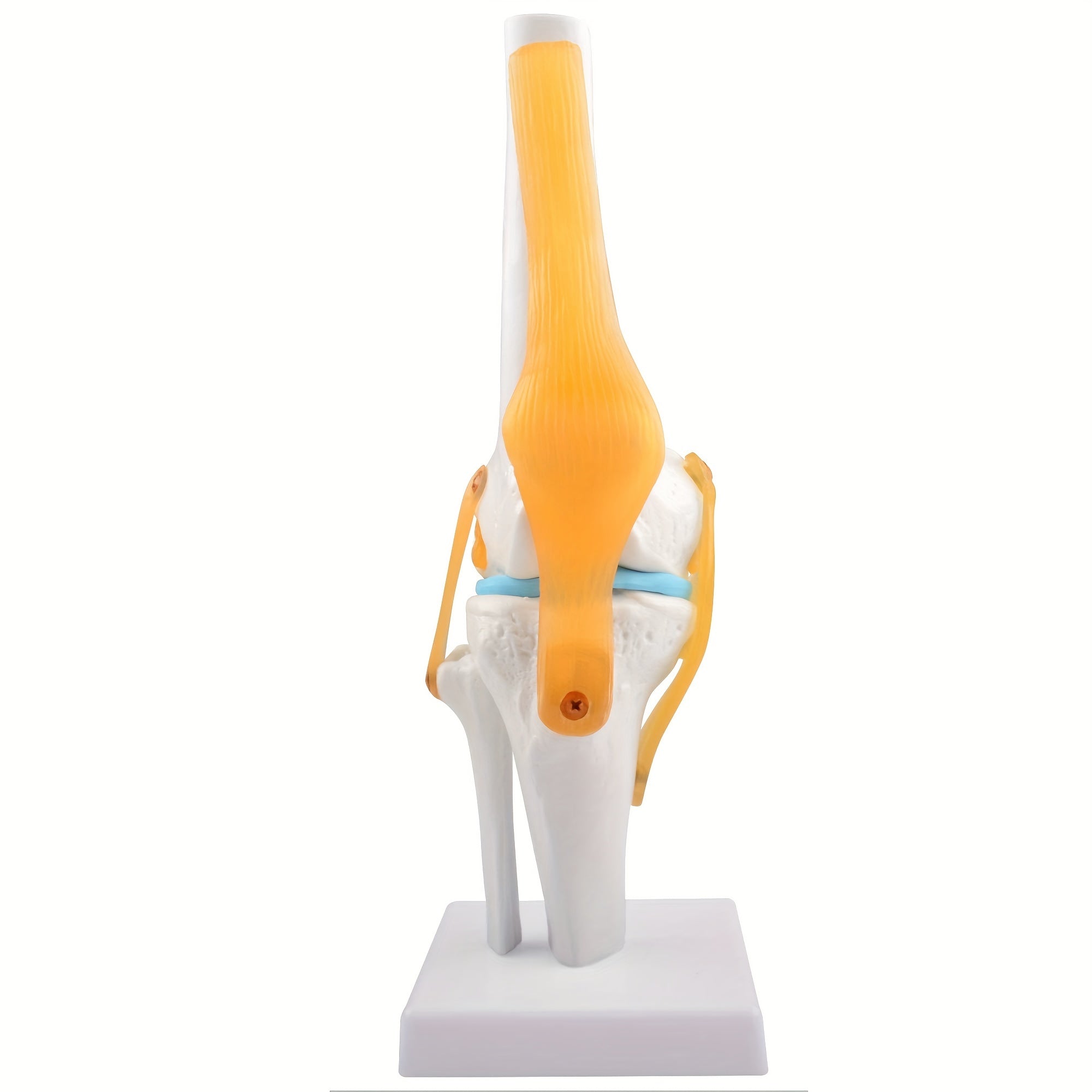 Life Size Human Knee Joint Model with Ligaments for Anatomy Education