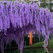 Sun'iy Wisteria garlandi 10 ta to'plam ichki tashqi bezak uchun plastmassa, to'ylar, takliflar