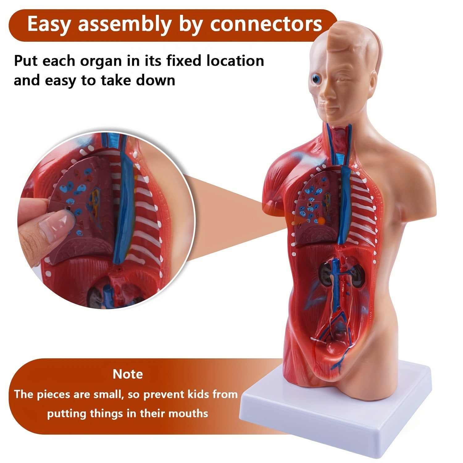 Human Anatomy Model with Detachable Organs 26.67cm PVC Educational Display