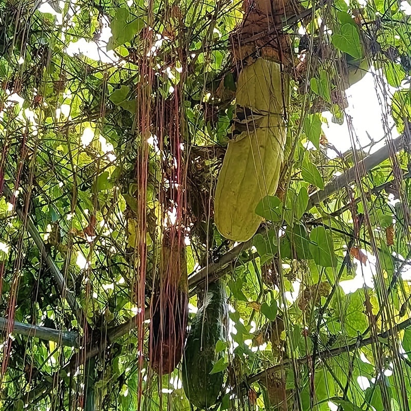 Ekologik toza Ecoclean tabiiy qovoq idish tozalagichlarining 8 ta yoki 4 ta to'plamini qo'lga kiritishingiz mumkin. Ushbu o'rtacha qattiqlikdagi tozalagichlar oshxona va hammom tozalash uchun juda mos keladi. Tabiiy tolalardan tayyorlangan, ular ko'chma.