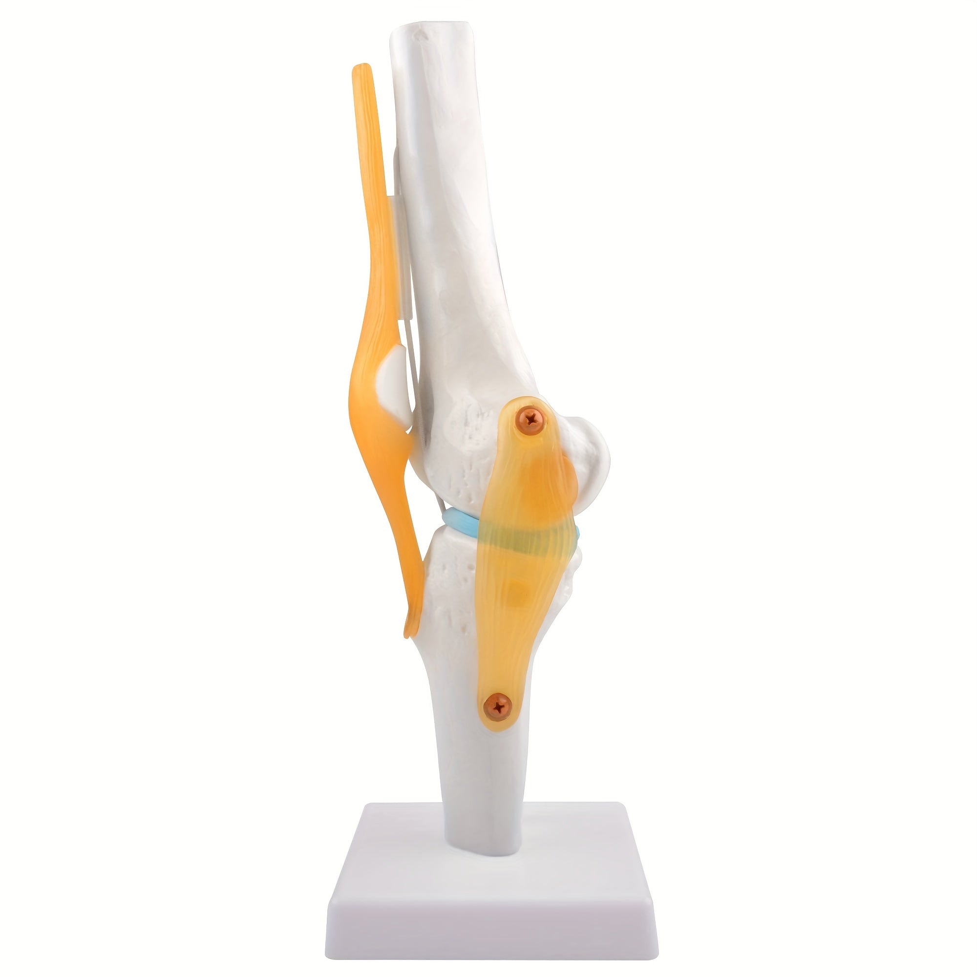 Life Size Human Knee Joint Model with Ligaments for Anatomy Education