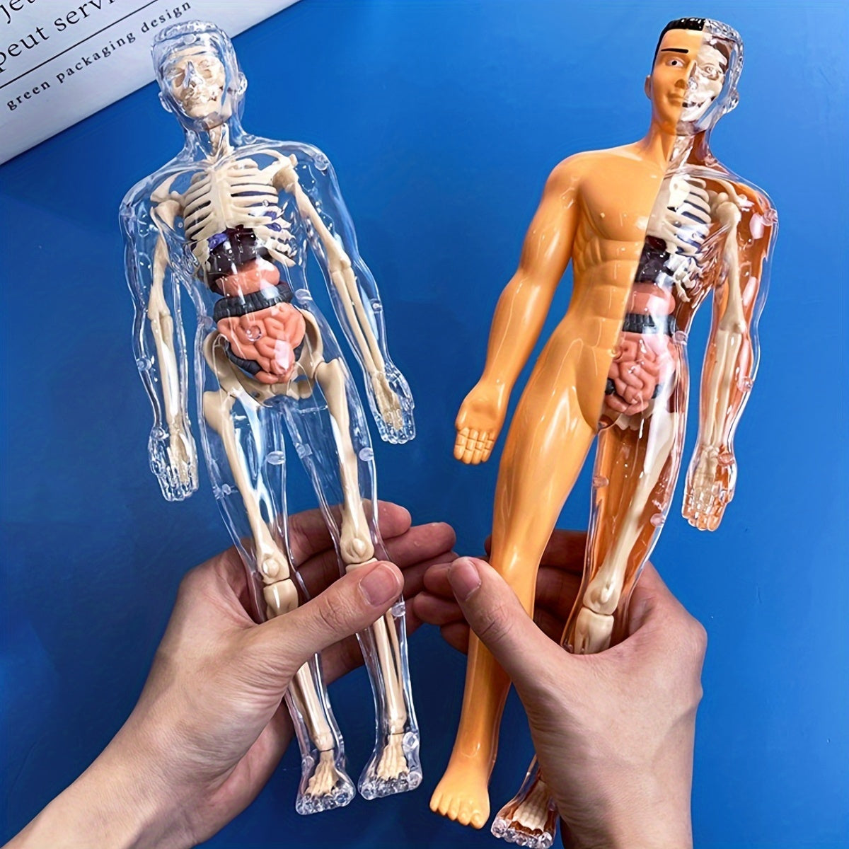 Educational Human Anatomy Model Kit with Clear Plastic Skeleton and Detachable Organs