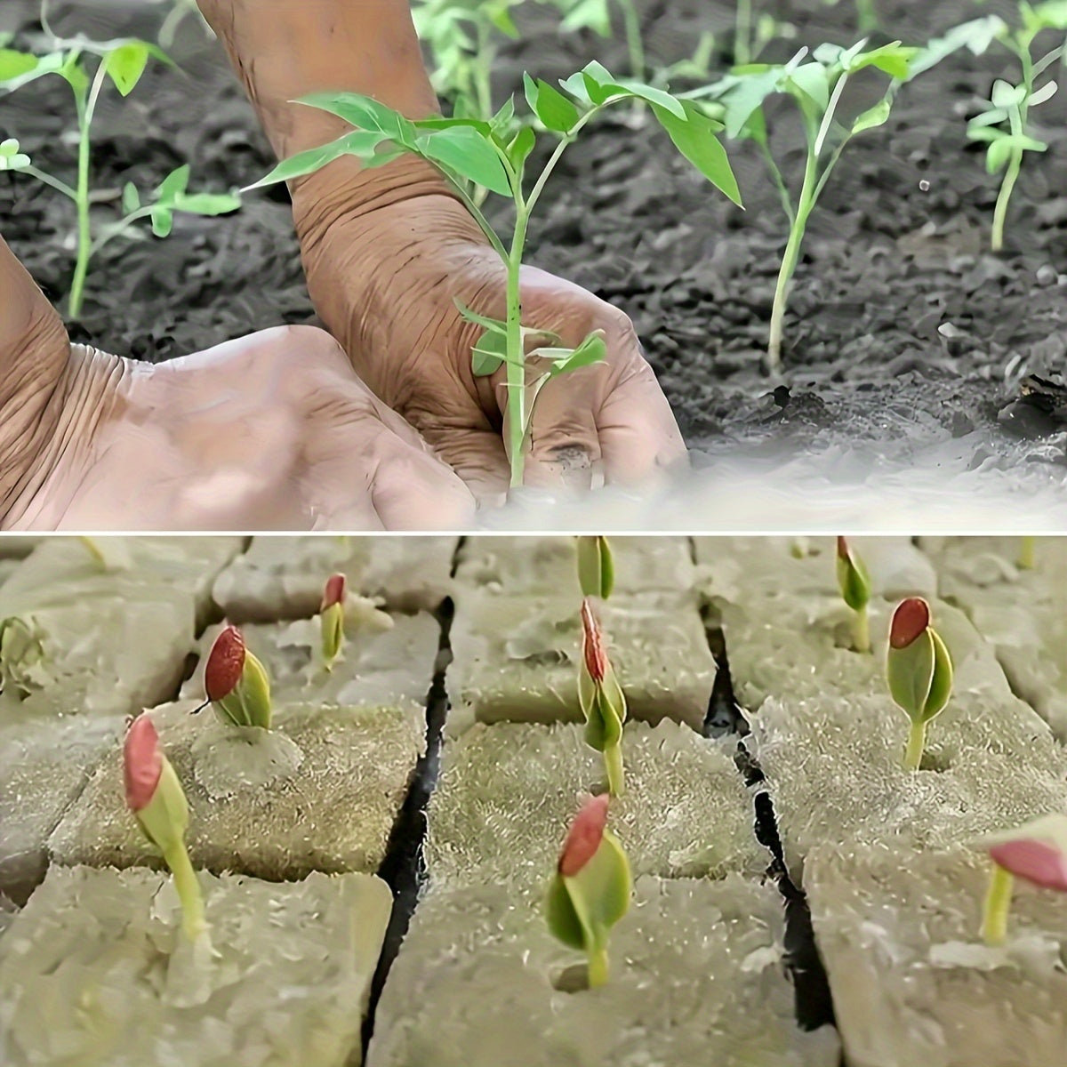 500 Pieces Mini Compression Rock Wool Cubes for Hydroponic Growing Medium 2.49cm