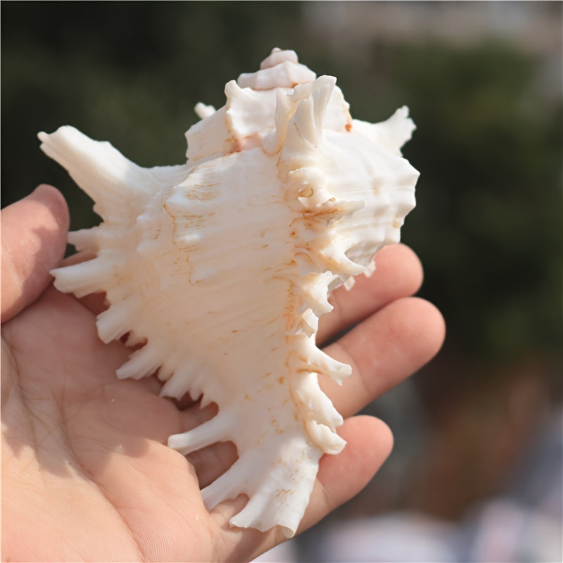 Small Aquarium Decoration Conch Shell with Snail Chrysanthemum Design