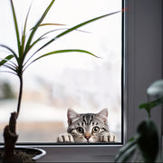 Cartoon Cat Window Decal, Easy Stick-On, 1mm Thick Paper Film for Glass Doors