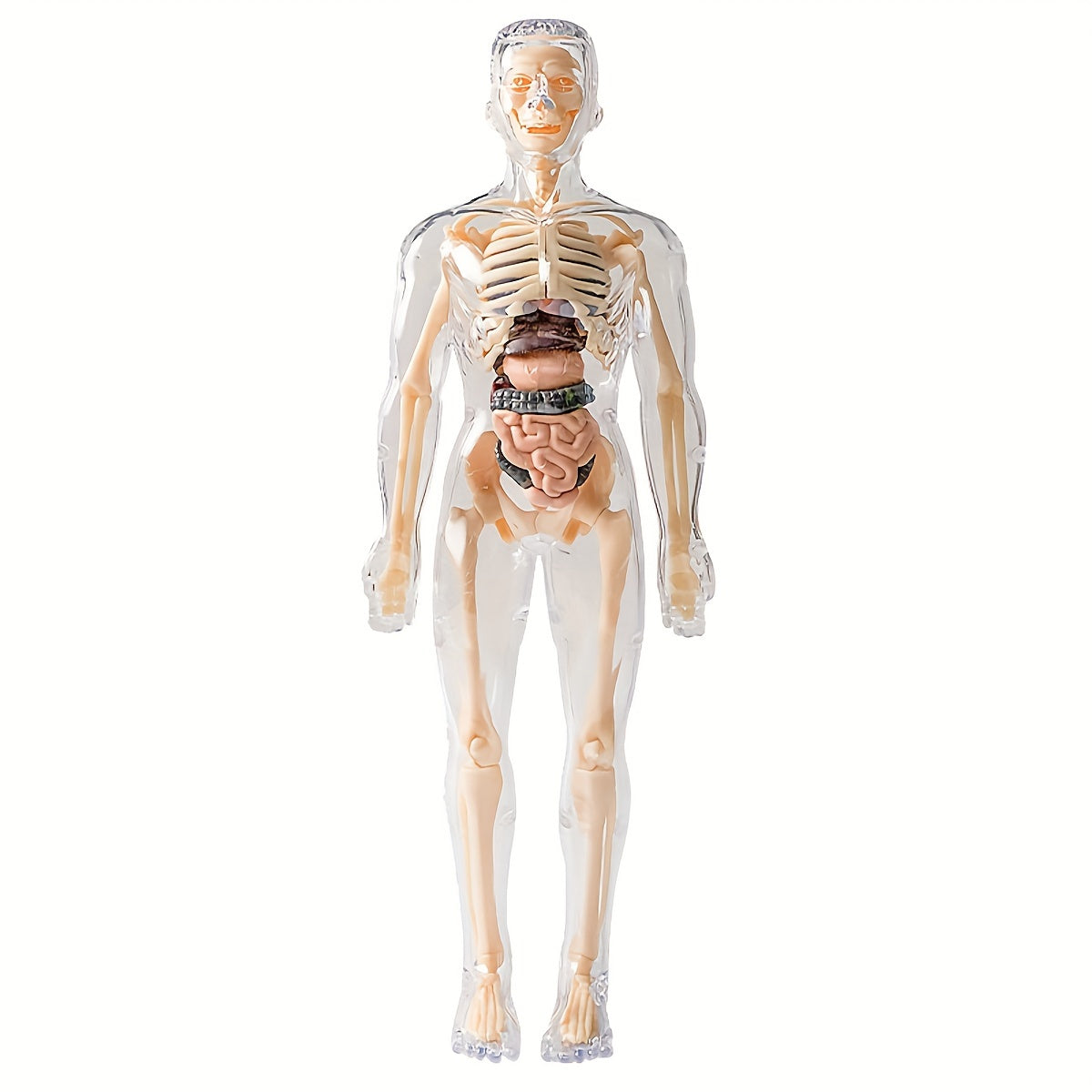 Educational Human Anatomy Model Kit with Clear Plastic Skeleton and Detachable Organs