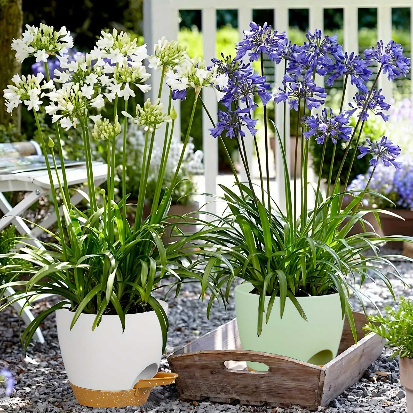 Olisx o'z-o'zini sug'oradigan o'simlik idishlari 5 o'lchamda mavjud bo'lib, ko'plab bog'dagi o'simliklar uchun ideal, sukulentlar va Afrika violetlari uchun minimalist dizaynga ega.