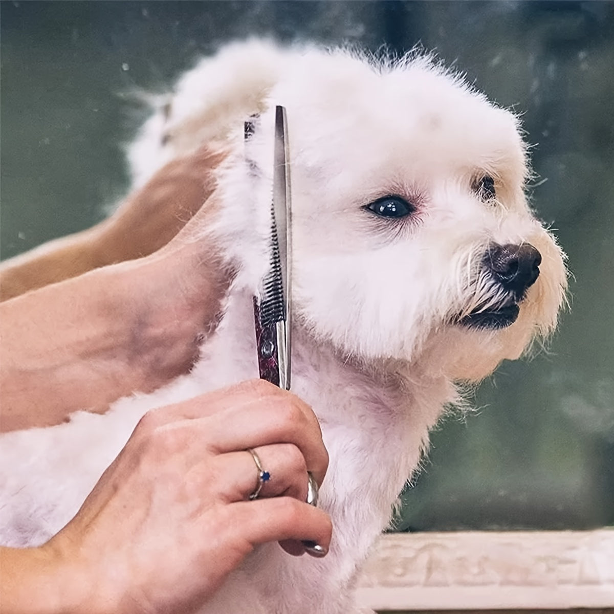Pet Grooming Scissors Stainless Steel Curved Hair Trimming Tools for Dogs