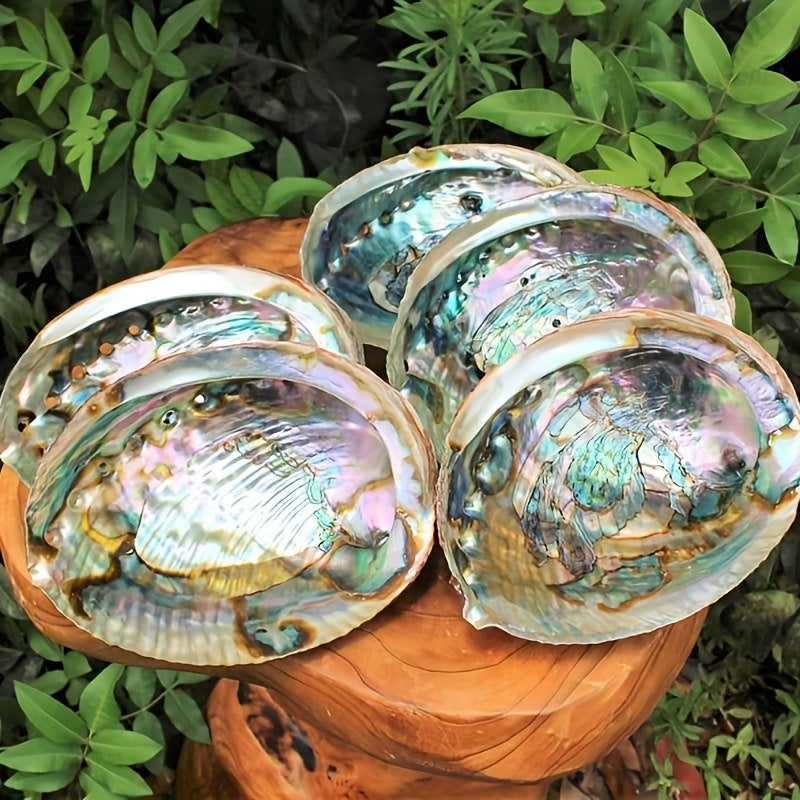 Large Abalone Shell Bowl for Smudging 9.65-11.94 cm