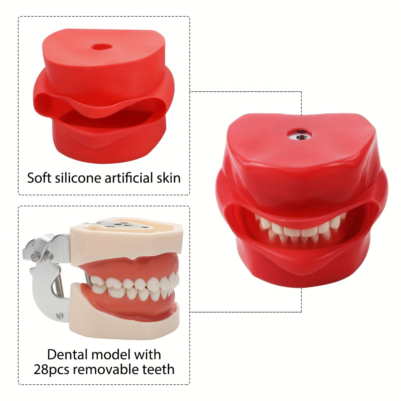 Dental Simulation Head Model with Removable Teeth for Orthodontic Education and Training