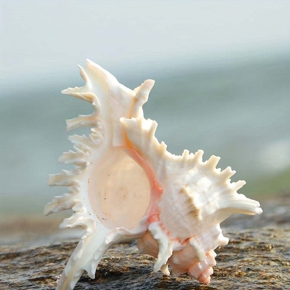 Natural Seashells for Aquarium Decor Fish Tank Landscaping