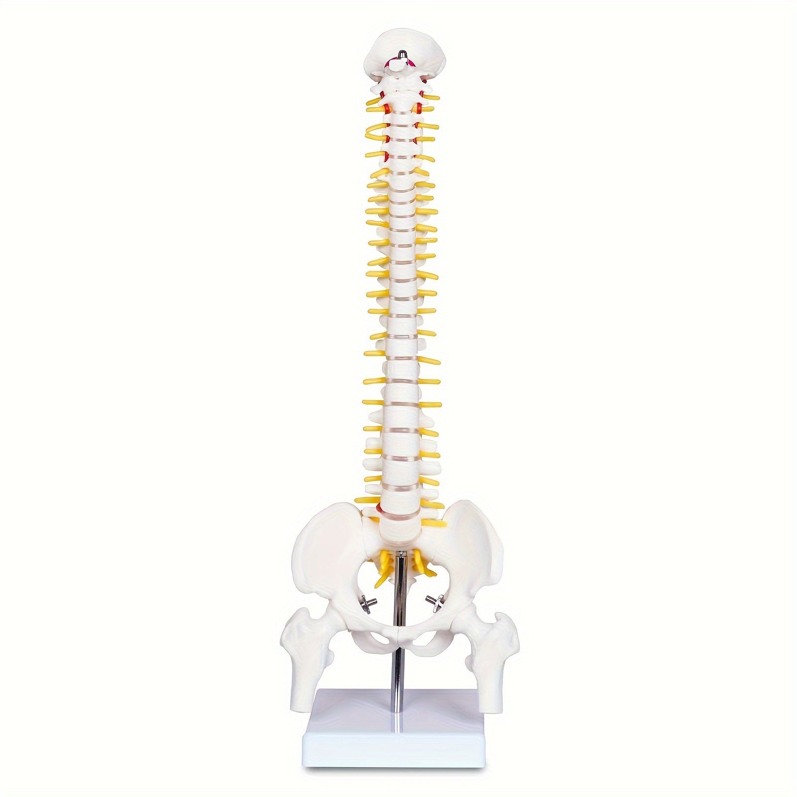 Mini Human Spine Anatomy Model with Nerves and Vertebra on Stand 43cm Medical Education