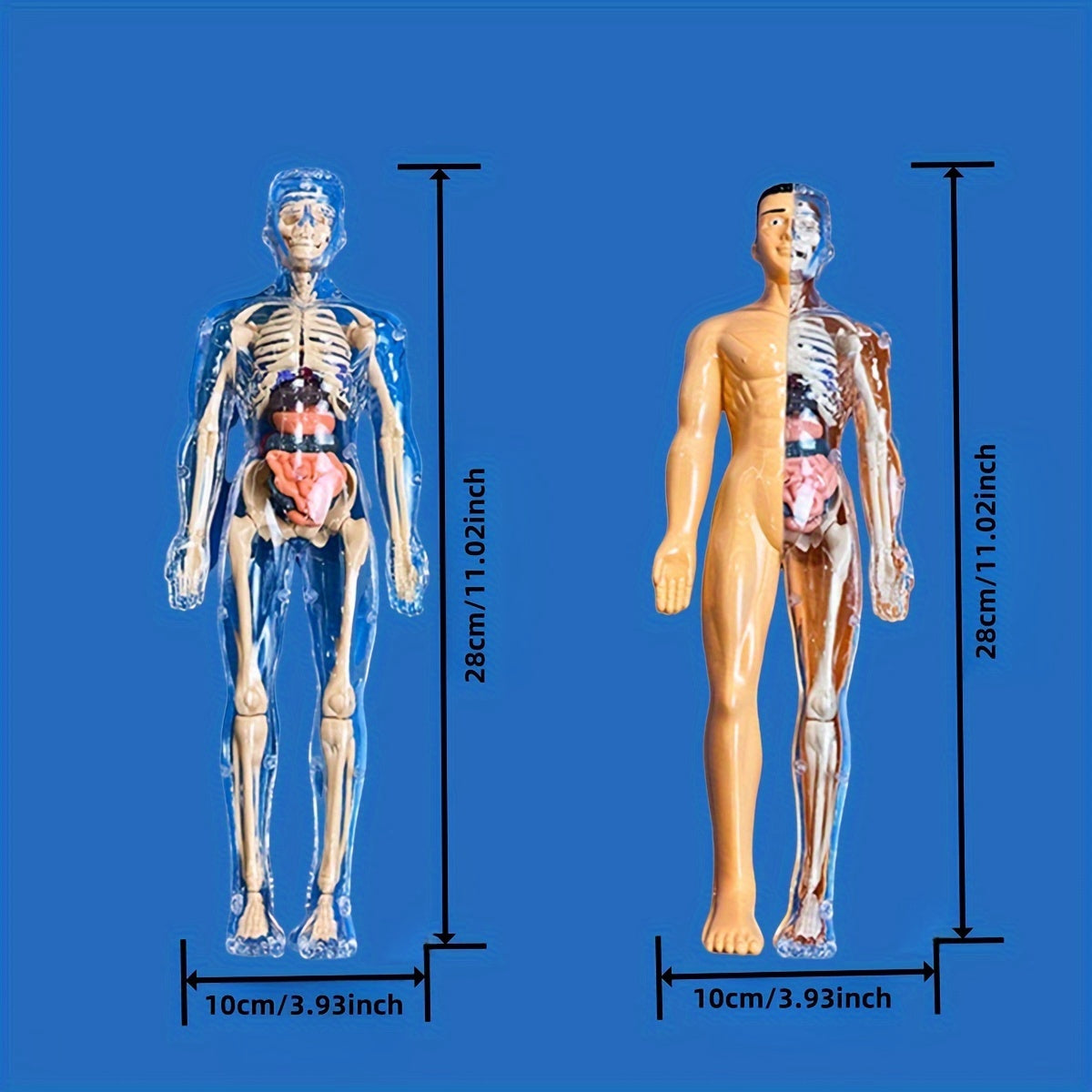 Educational Human Anatomy Model Kit with Clear Plastic Skeleton and Detachable Organs