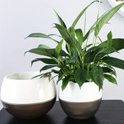 Modern Self-Watering Planter Round Plastic Indoor Outdoor Low-Maintenance