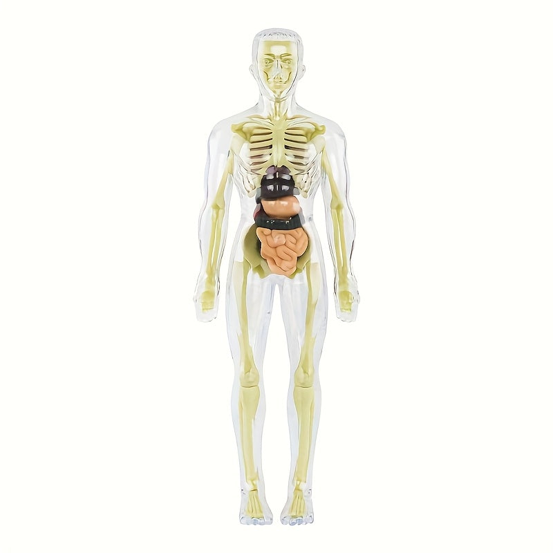 30-Piece Human Anatomy Model Set Removable Skeleton and Torso STEM Kit for Teens