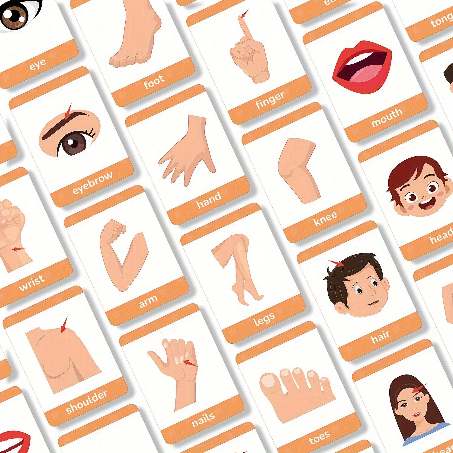 Educational Flashcards for Recognizing 30 Body Parts Double-Sided Learning Toys for Kids